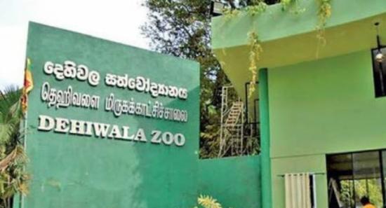Yellow Anaconda Missing from Dehiwala Zoo